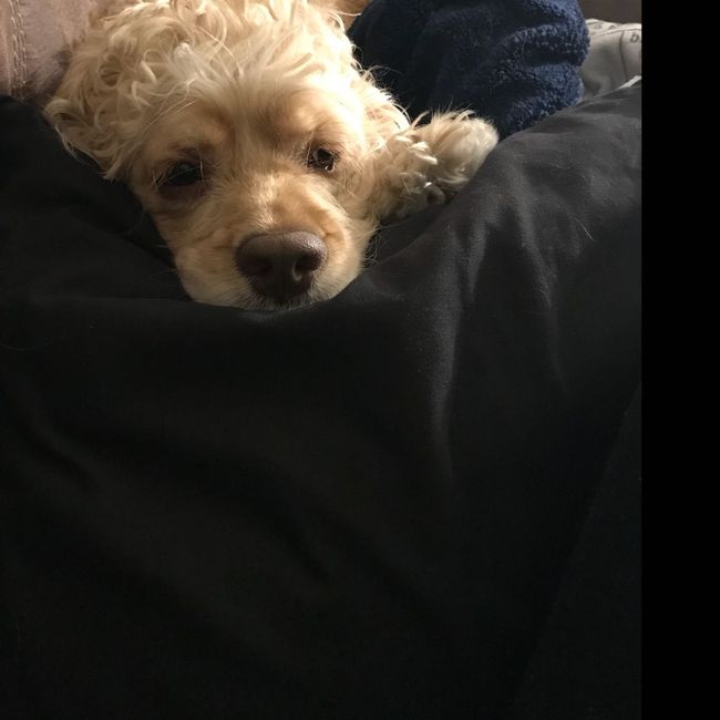 Any pet related stories? - 1
