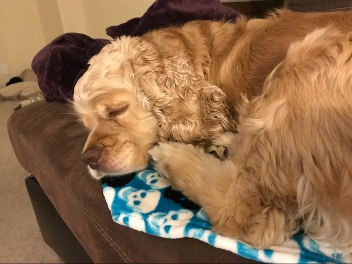 Any pet related stories? - 2