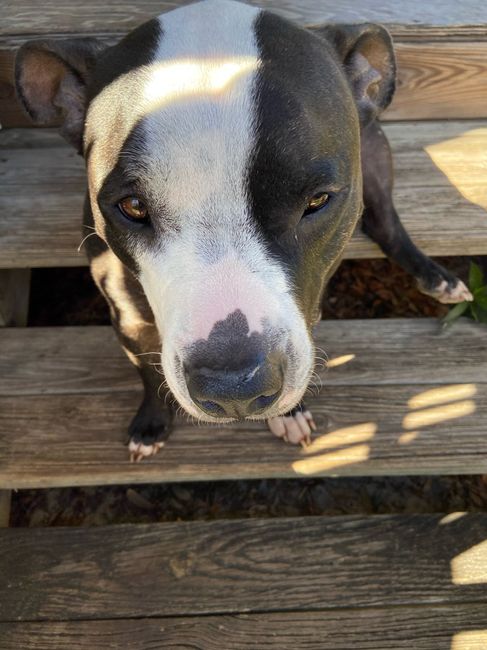 Show me your fur babies you and your SO have together! 7