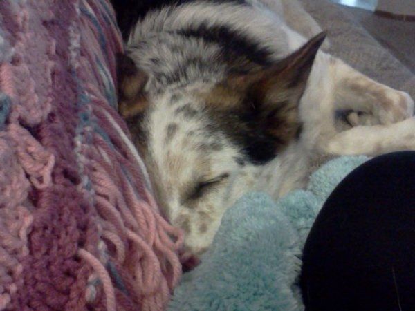 Furbabies (to lighten the mood)