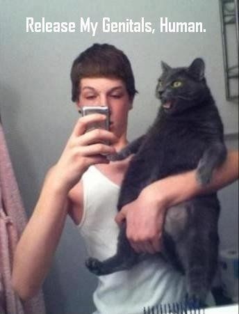 Mrs S ... We need to start another funny Cat thread!