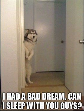 Mrs S ... We need to start another funny Cat thread!