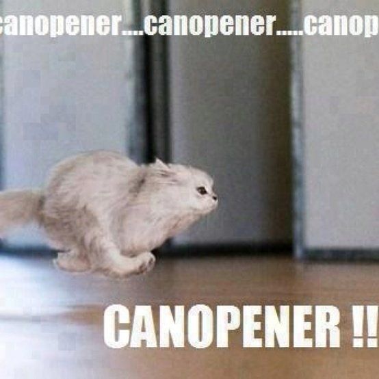 Mrs S ... We need to start another funny Cat thread!