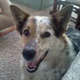 Furbabies (to lighten the mood)