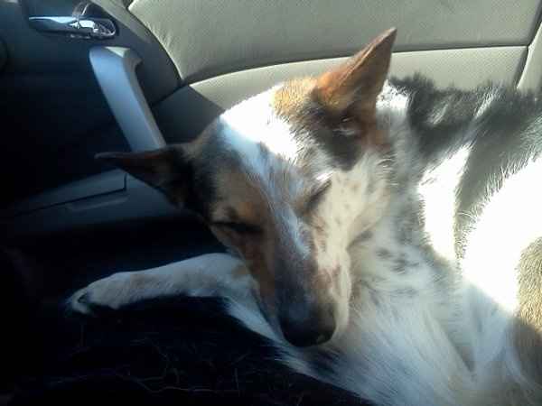 Furbabies (to lighten the mood)