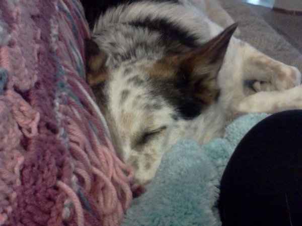 Furbabies (to lighten the mood)