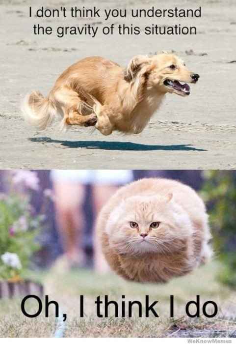 Mrs S ... We need to start another funny Cat thread!