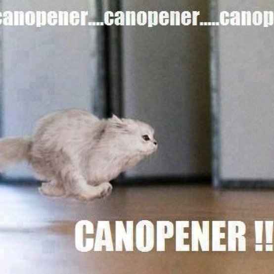 Mrs S ... We need to start another funny Cat thread!