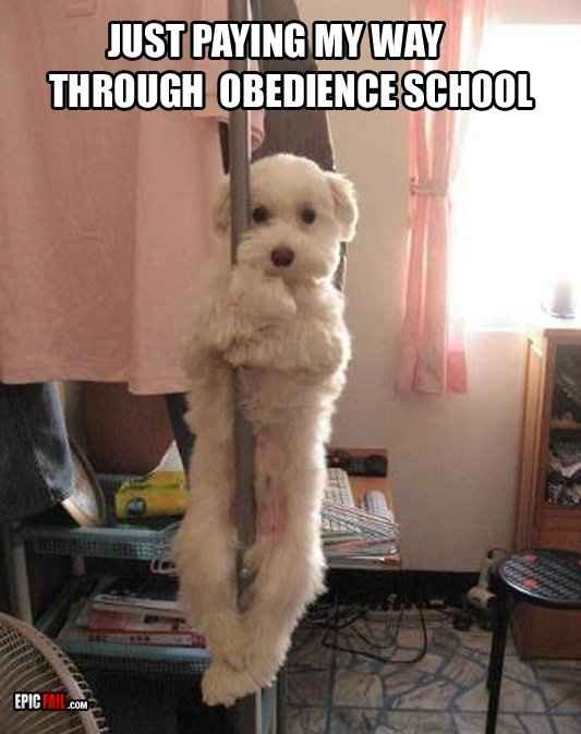 Mrs S ... We need to start another funny Cat thread!