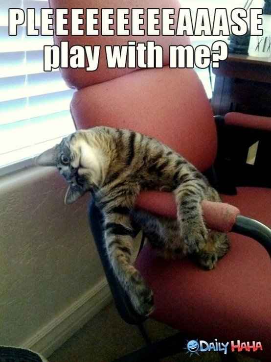 Mrs S ... We need to start another funny Cat thread!