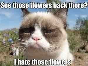 I love Grumpy Cat