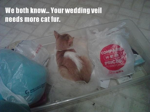 Help from furry critters ;) (Getting started with the dress!)