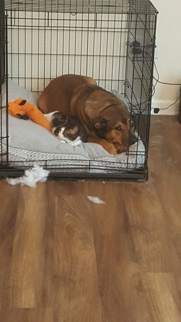 Furbaby pick me up