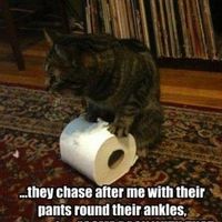 another LOL cat post