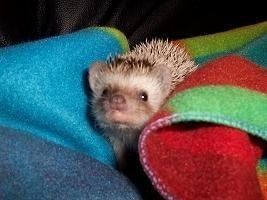 Furbabies (to lighten the mood)