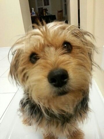 NWR: Pet Post