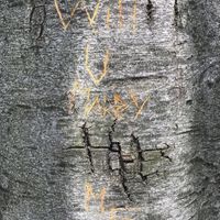 Share your proposal story! 💍 - 1