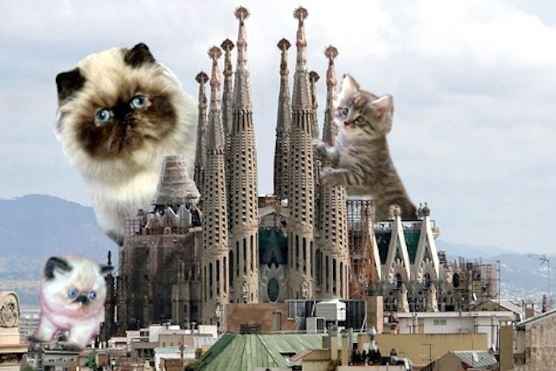 For Emmy's and those of us that enjoy the cat memes