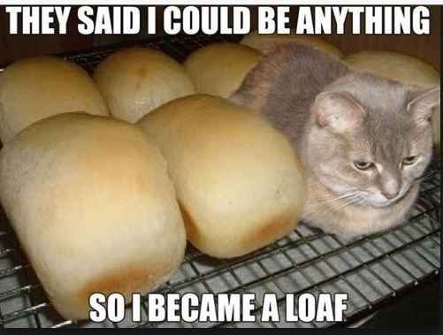 NWR:  cat meme time!