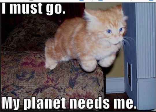 NWR:  cat meme time!