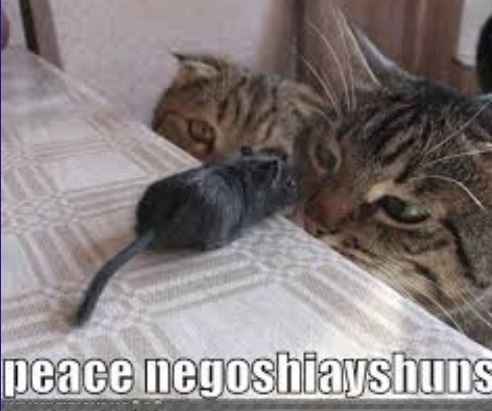NWR:  cat meme time!