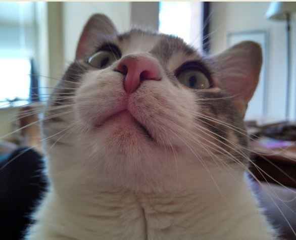 Fur baby friday!