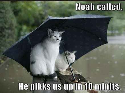 Cheap Umbrellas?