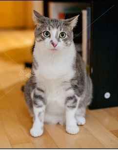 Brag Post - Pet Edition!