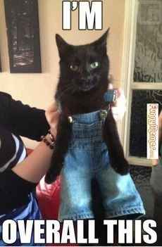 Just wanted to share - Fake Lashes