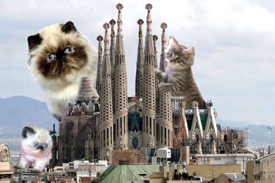 For Emmy's and those of us that enjoy the cat memes