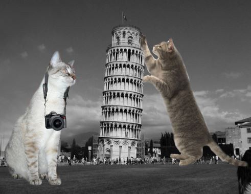 For Emmy's and those of us that enjoy the cat memes