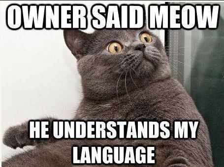 For Emmy's and those of us that enjoy the cat memes
