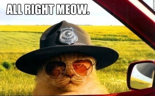 For Emmy's and those of us that enjoy the cat memes