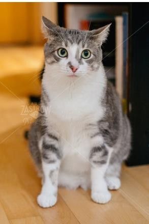 So that BAM post - Emmy changed her avatar, she's not a cat.