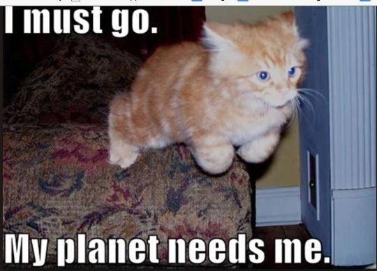 NWR:  cat meme time!