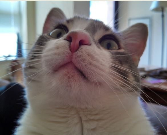 Fur baby friday!