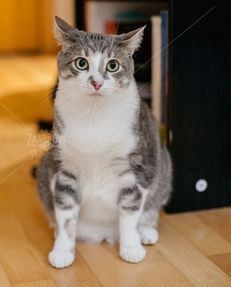 Pets in Pro Pics