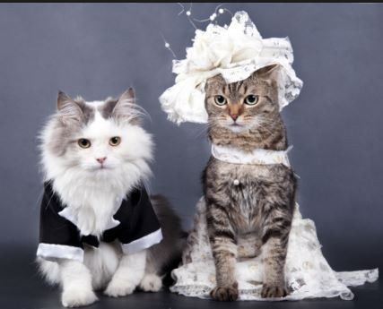 PSA: My sister had a dollar dance, and is now divorced.
