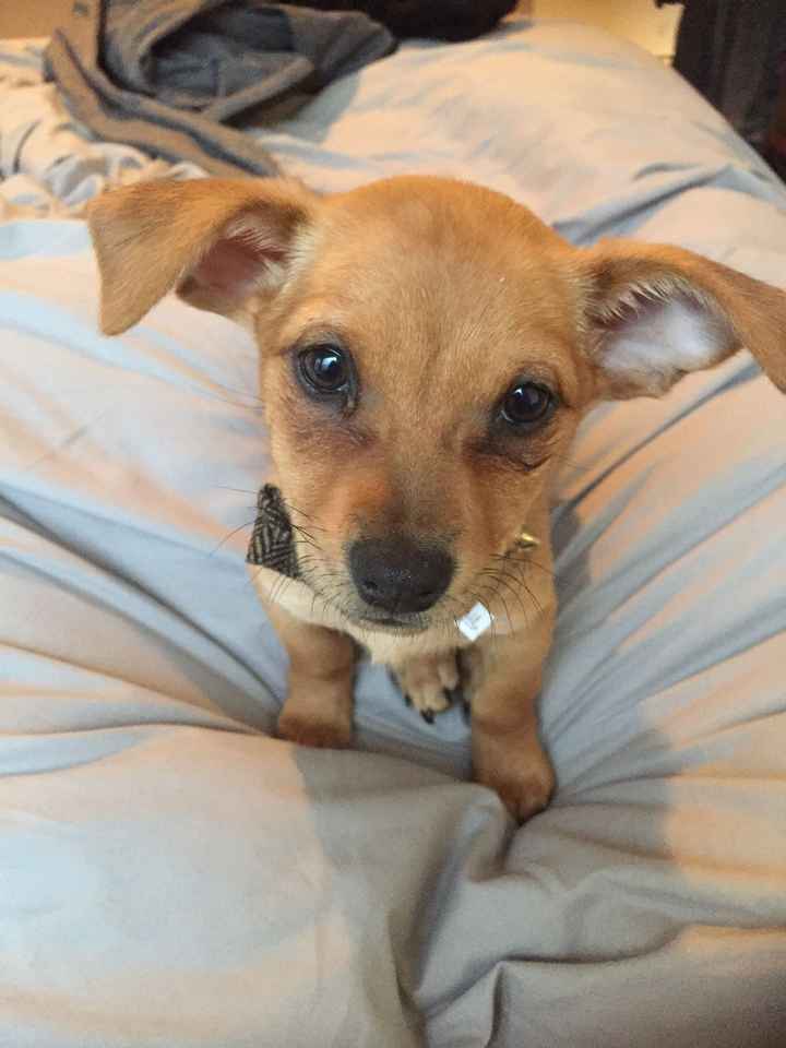 NWR: Puppy