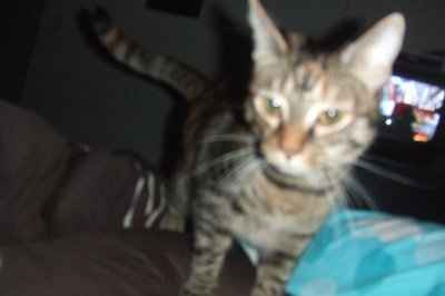 My furbaby: pics of the evil thing included