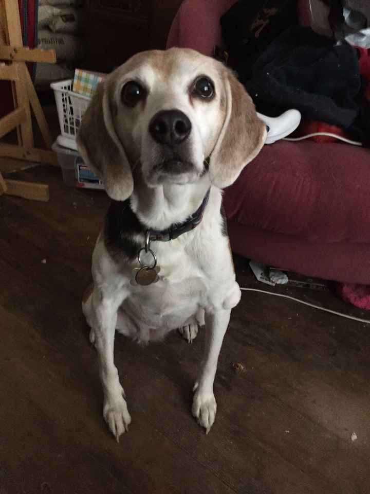 Show off your fur babies!