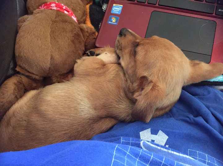 NWR: Puppy