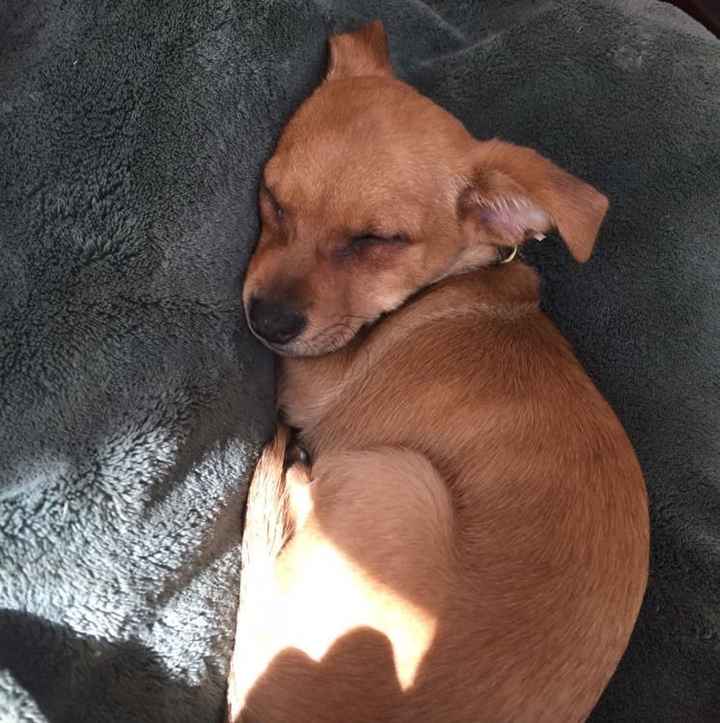 NWR: New puppy!