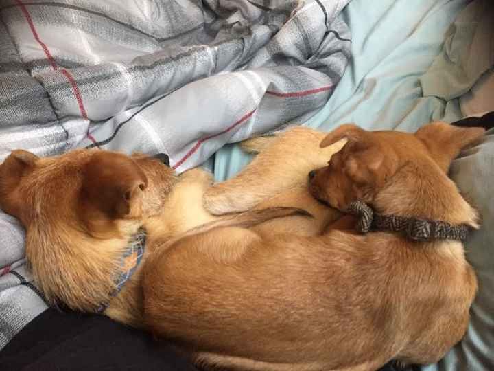 NWR: Losing our husky