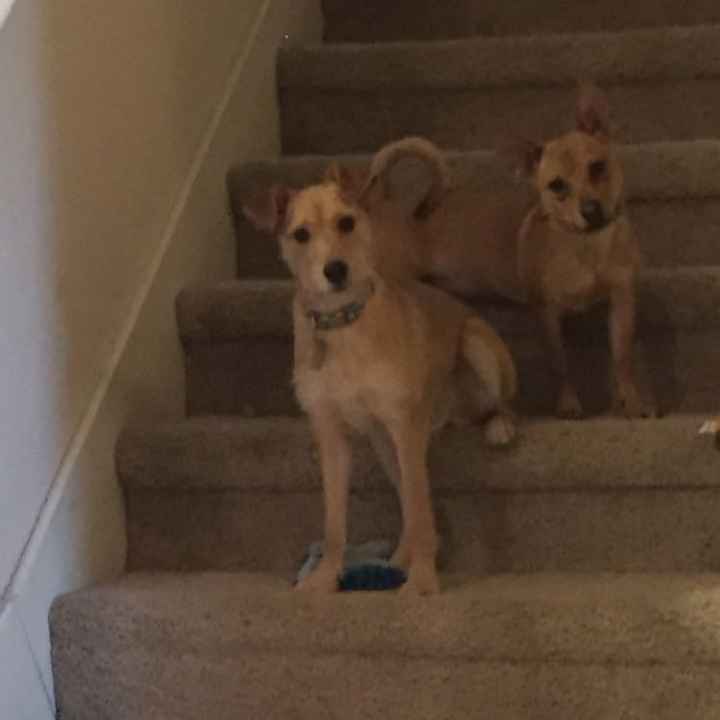 NWR: National Dog Day!