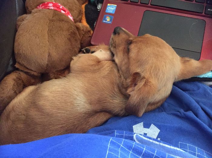 NWR: Puppy