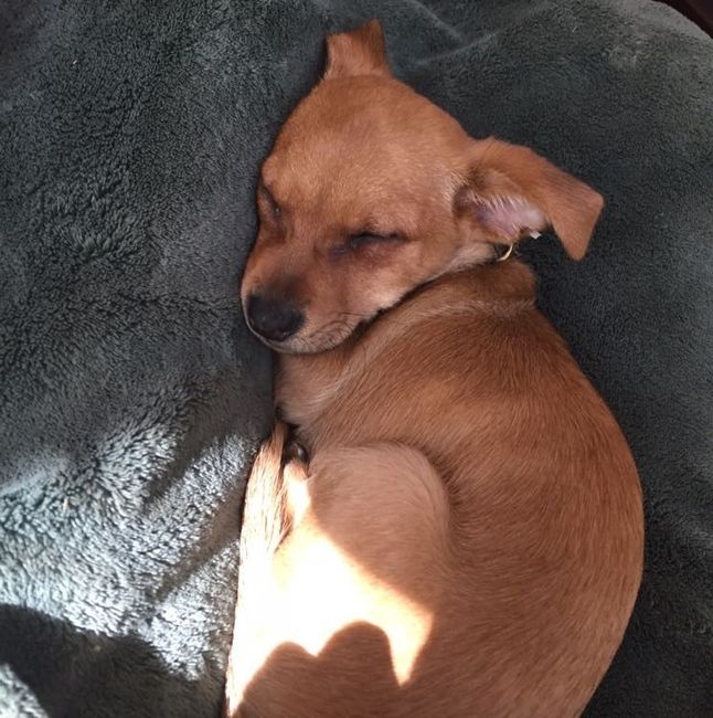 NWR: New puppy!