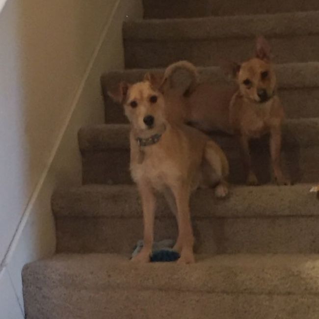 NWR: National Dog Day!