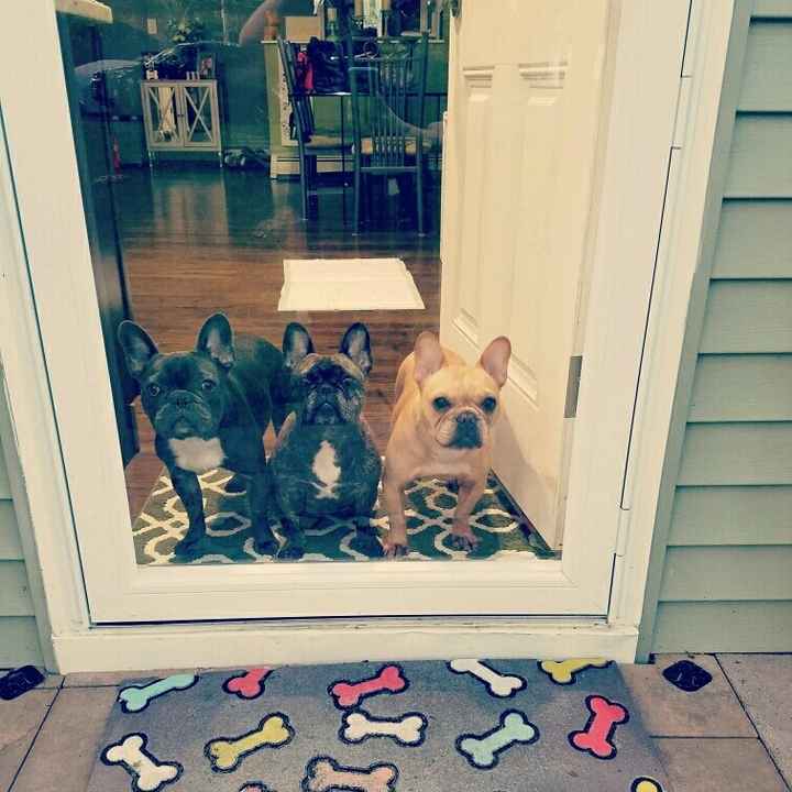 NWR- pets! We love them show me yours :)
