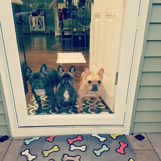 NWR- pets! We love them show me yours :)